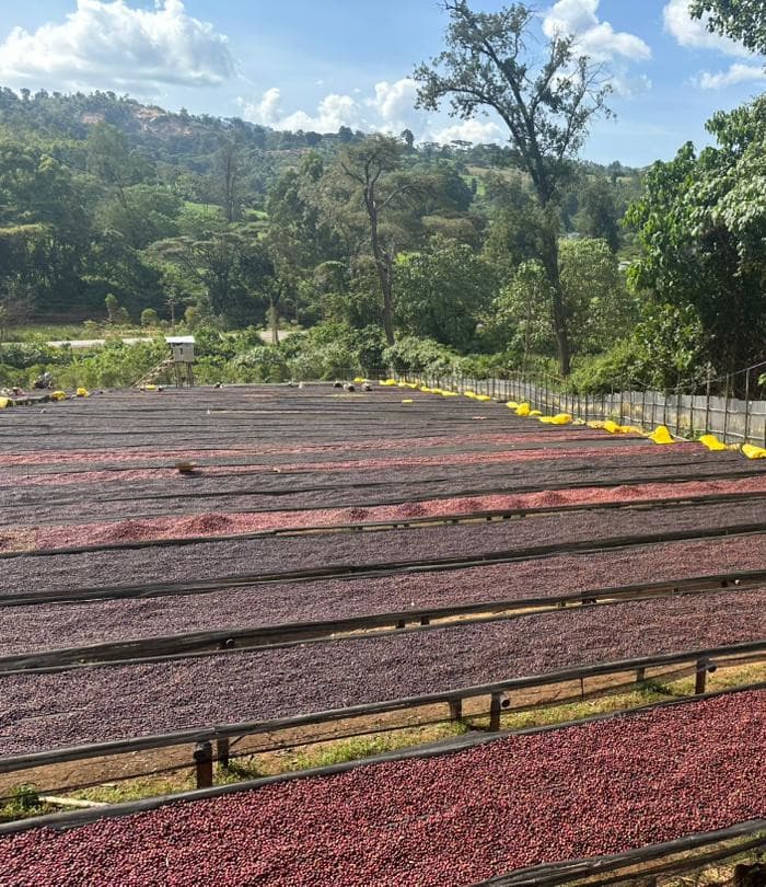 Adi Coffee Farm Plantation Staff