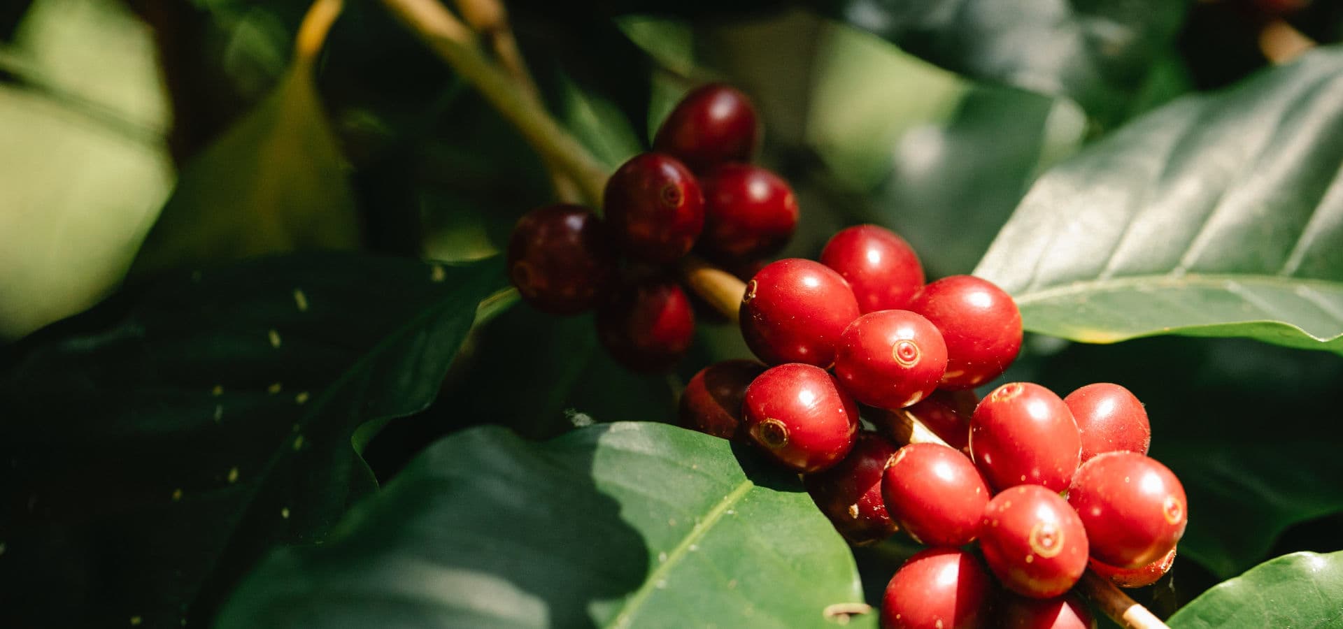 Guji Uraga Coffee Farm & Washing Station