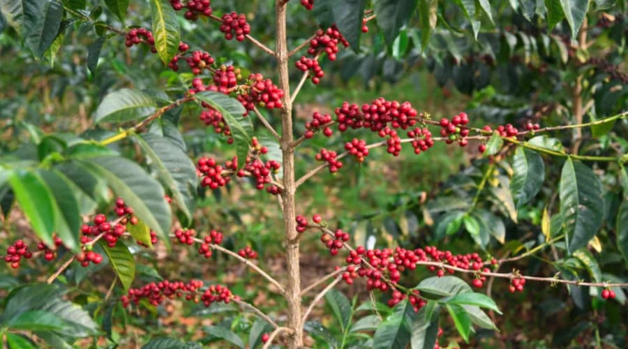 Gedeb Specialty Cultivation Area
