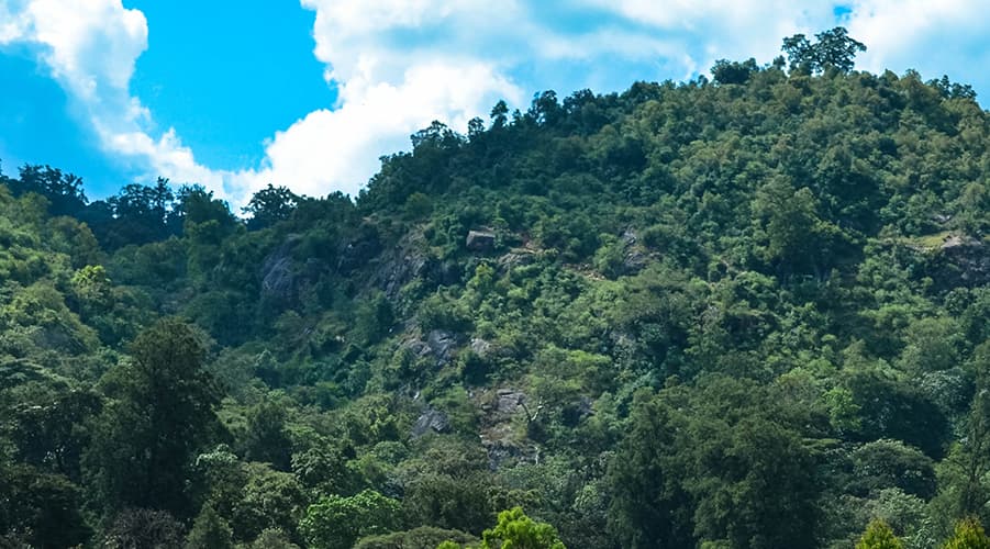 Shakiso Benti Nenqa Coffee Site