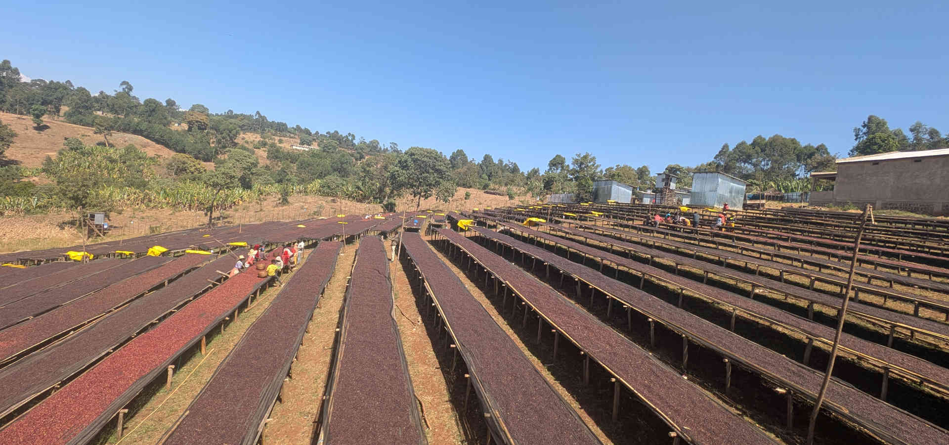 Ethiopian Coffee Export Competence and Certifications