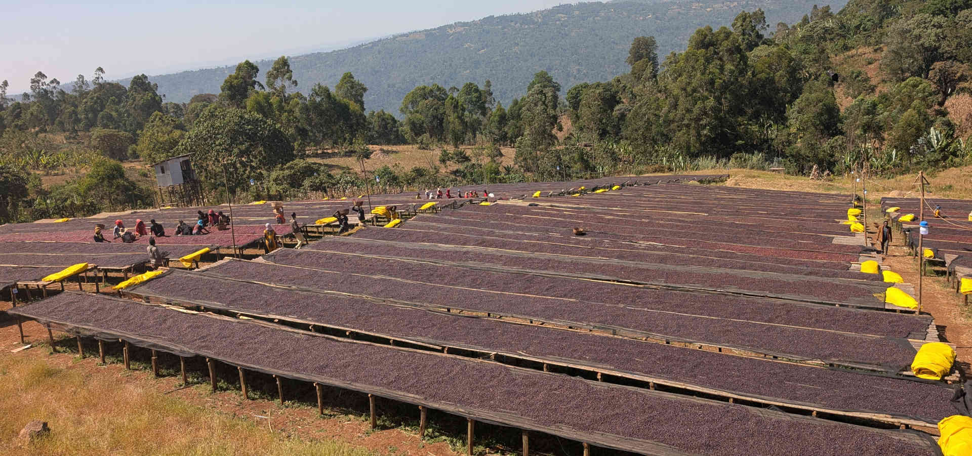 Guji Harvest Report: Floral Notes Outperform Previous Seasons