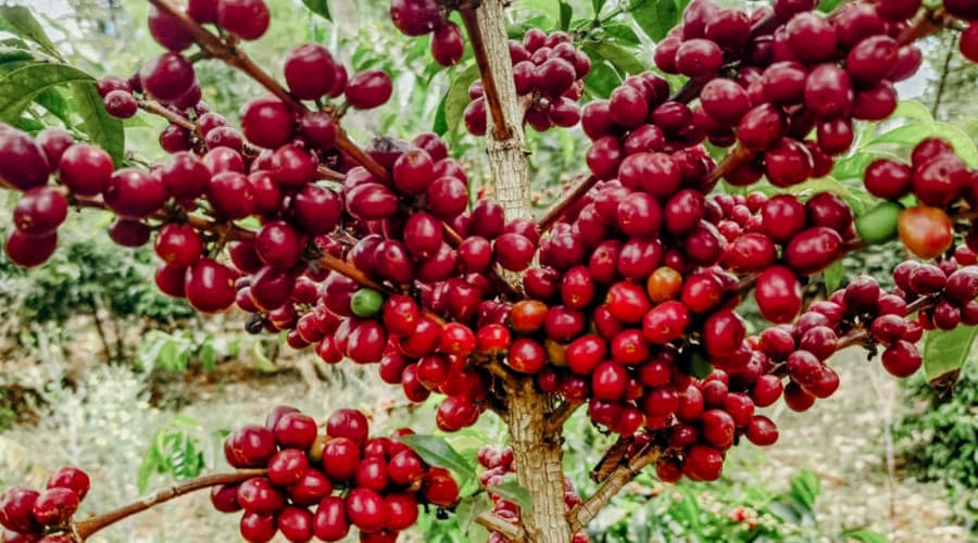 Guji Uraga Coffee Farm & Washing Station processing photo - 2