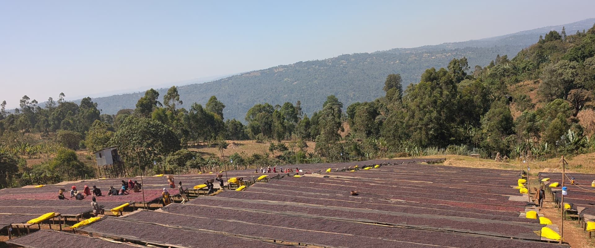 Gedeb Specialty Cultivation Area processing photo - 2