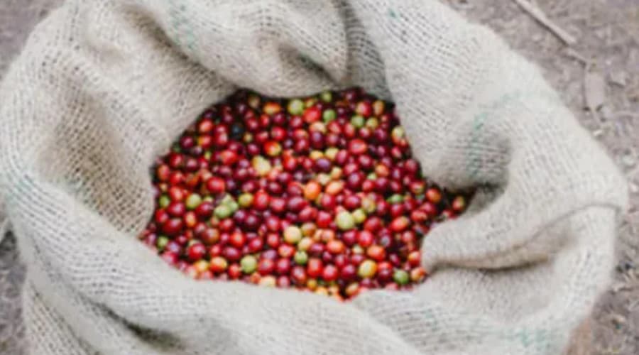 Shakiso Benti Nenqa Coffee Site processing photo - 2
