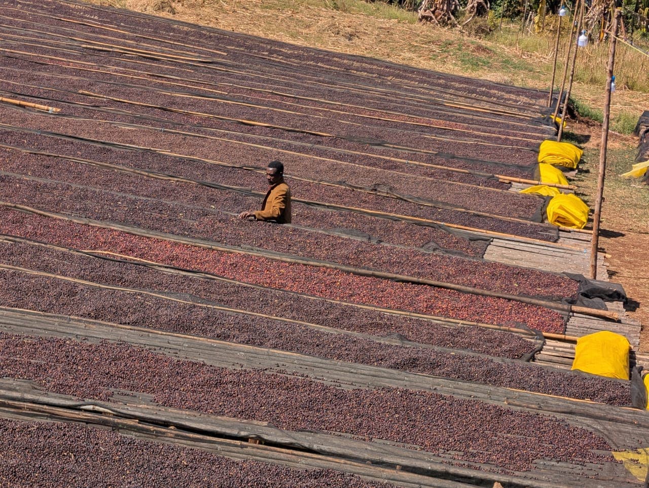 Coffee processing