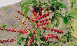Farmers hand-picking coffee